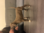 Pointer