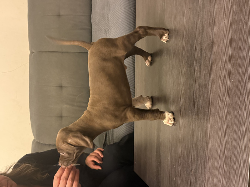 Pointer