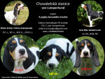Štěňata (psi) bernského honiče na prodej
