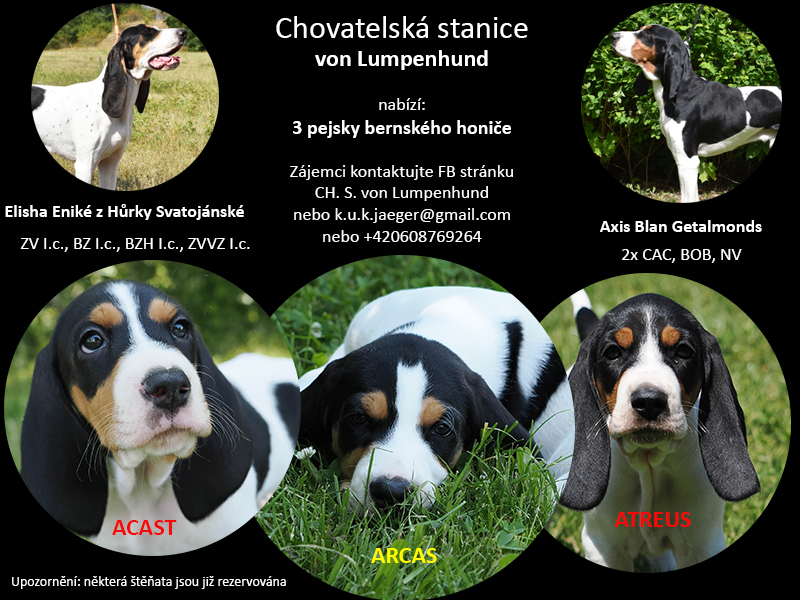 Štěňata (psi) bernského honiče na prodej