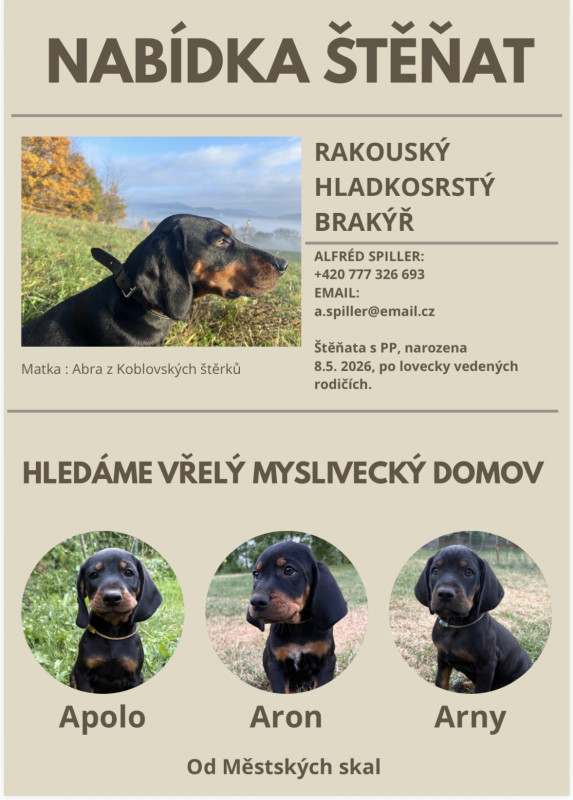  Štěňata Rakouského hladkosrstého brakýře
