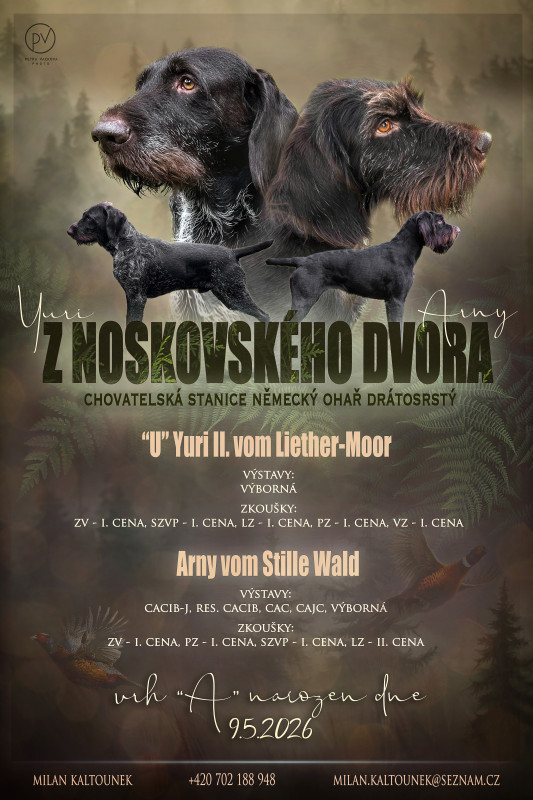 Štěňata německý drátosrstý ohař