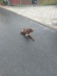 Ohař 