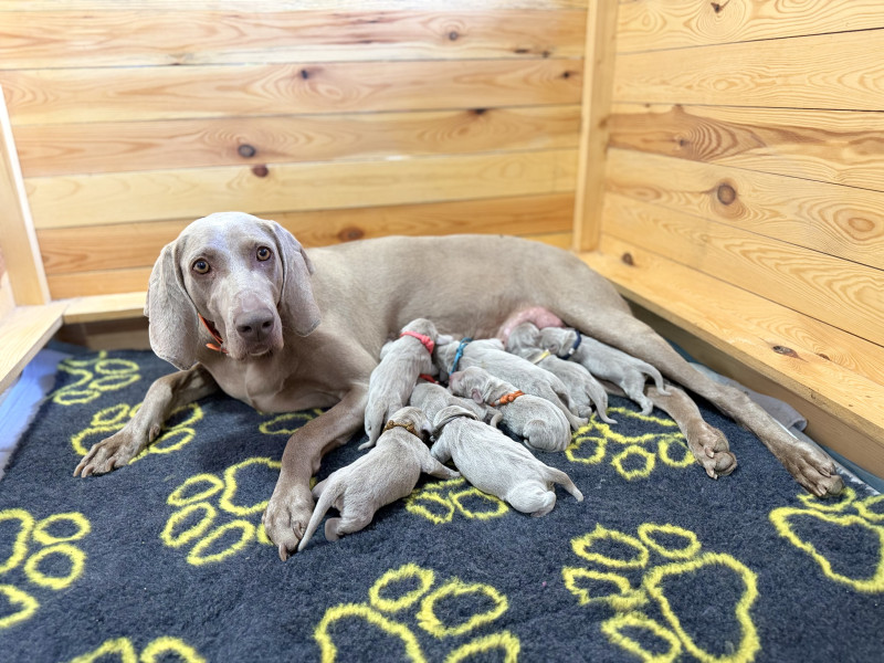 Výmarský ohař