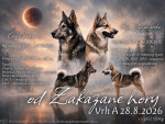 Západosibiřská lajka