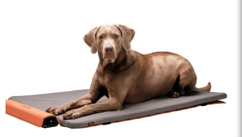 BEMER Dog Line